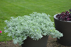Silver Bullet Dusty Miller (Artemisia stellerianna 'Silver Bullet') at Valley View Farms