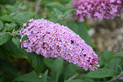 Pugster Pink Butterfly Bush (Buddleia 'SMNBDPT') at Valley View Farms