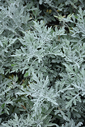 Silver Bullet Dusty Miller (Artemisia stellerianna 'Silver Bullet') at Valley View Farms
