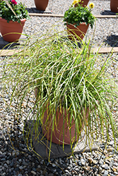 Little Miss Maiden Grass (Miscanthus sinensis 'Little Miss') at Valley View Farms