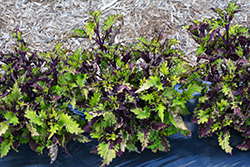 Rodeo Drive Coleus (Solenostemon scutellarioides 'Rodeo Drive') at Valley View Farms