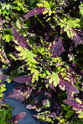 Rodeo Drive Coleus (Solenostemon scutellarioides 'Rodeo Drive') at Valley View Farms