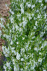 Angelwings White Angelonia (Angelonia angustifolia 'Angelwings White') at Valley View Farms