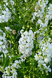 Angelwings White Angelonia (Angelonia angustifolia 'Angelwings White') at Valley View Farms