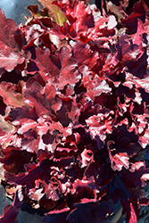 Forever Red Coral Bells (Heuchera 'Forever Red') at Valley View Farms