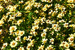UpTick Cream and Red Tickseed (Coreopsis 'Balupteamed') at Valley View Farms