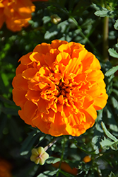 Hero Orange Marigold (Tagetes patula 'Hero Orange') at Valley View Farms
