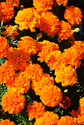 Bonanza Deep Orange Marigold (Tagetes patula 'PAS1220004') at Valley View Farms