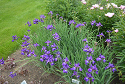 Ruffled Velvet Iris (Iris sibirica 'Ruffled Velvet') at Valley View Farms