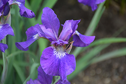 Ruffled Velvet Iris (Iris sibirica 'Ruffled Velvet') at Valley View Farms