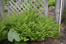 Lady in Red Fern (Athyrium filix-femina 'Lady in Red') at Valley View Farms