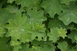 Lady's Mantle (Alchemilla mollis) at Valley View Farms