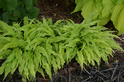 Curly Fries Hosta (Hosta 'Curly Fries') at Valley View Farms