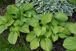 Brother Stefan Hosta (Hosta 'Brother Stefan') at Valley View Farms
