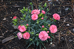 Fruit Punch Classic Coral Pinks (Dianthus 'Classic Coral') at Valley View Farms