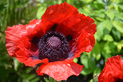 Beauty of Livermere Poppy (Papaver orientale 'Beauty of Livermere') at Valley View Farms