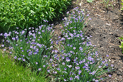 Lucerne Blue-Eyed Grass (Sisyrinchium angustifolium 'Lucerne') at Valley View Farms