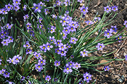 Lucerne Blue-Eyed Grass (Sisyrinchium angustifolium 'Lucerne') at Valley View Farms