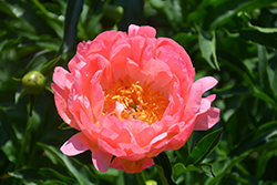 Coral Sunset Peony (Paeonia 'Coral Sunset') at Valley View Farms