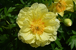 Sequestered Sunshine Peony (Paeonia 'Sequestered Sunshine') at Valley View Farms