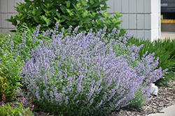 Cat's Meow Catmint (Nepeta x faassenii 'Cat's Meow') at Valley View Farms