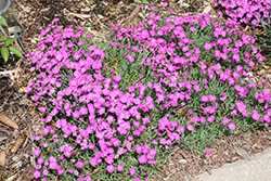 Paint The Town Fuchsia Pinks (Dianthus 'Paint The Town Fuchsia') at Valley View Farms