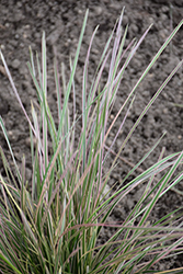 Northern Lights Tufted Hair Grass (Deschampsia cespitosa 'Northern Lights') at Valley View Farms