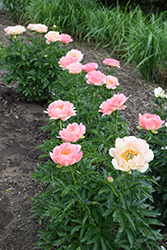Coral Sunset Peony (Paeonia 'Coral Sunset') at Valley View Farms