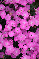 Firewitch Pinks (Dianthus gratianopolitanus 'Firewitch') at Valley View Farms