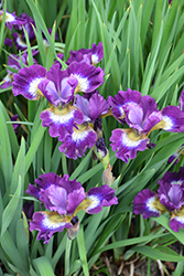 Contrast In Styles Siberian Iris (Iris sibirica 'Contrast In Styles') at Valley View Farms