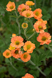 Totally Tangerine Avens (Geum 'Tim's Tangerine') at Valley View Farms
