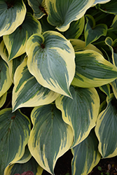 First Frost Hosta (Hosta 'First Frost') at Valley View Farms