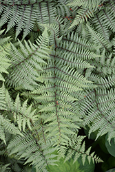 Ghost Fern (Athyrium 'Ghost') at Valley View Farms
