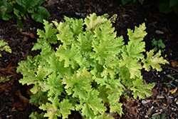 Twist of Lime Coral Bells (Heuchera 'Twist of Lime') at Valley View Farms
