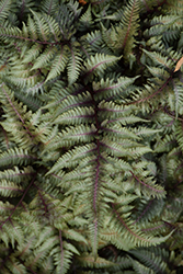 Japanese Painted Fern (Athyrium nipponicum 'Pictum') at Valley View Farms