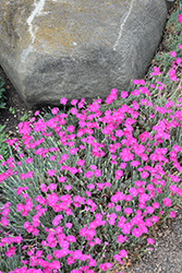 Firewitch Pinks (Dianthus gratianopolitanus 'Firewitch') at Valley View Farms