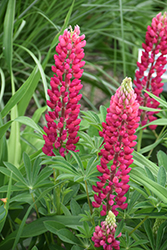 Popsicle Red Lupine (Lupinus 'Popsicle Red') at Valley View Farms