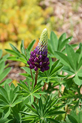 Popsicle Blue Lupine (Lupinus 'Popsicle Blue') at Valley View Farms