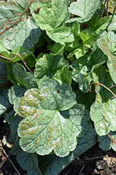 Dolce Spearmint Coral Bells (Heuchera 'Spearmint') at Valley View Farms
