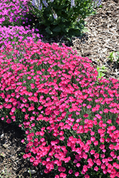 Paint The Town Magenta Pinks (Dianthus 'Paint The Town Magenta') at Valley View Farms