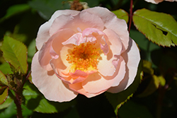 Peachy Knock Out Rose (Rosa 'Radgor') at Valley View Farms