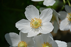 Windflower (Anemone sylvestris) at Valley View Farms