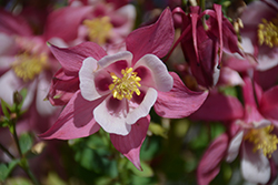 Origami Rose and White Columbine (Aquilegia 'Origami Rose and White') at Valley View Farms