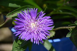 Honeysong Purple Aster (Stokesia laevis 'Honeysong Purple') at Valley View Farms