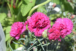 Fruit Punch Spiked Punch Pinks (Dianthus 'Spiked Punch') at Valley View Farms