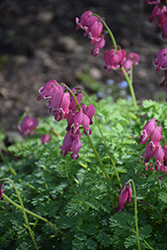 King of Hearts Bleeding Heart (Dicentra 'King of Hearts') at Valley View Farms