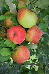 Honeycrisp Apple (Malus 'Honeycrisp') at Valley View Farms
