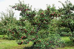 Red Delicious Apple (Malus 'Red Delicious') at Valley View Farms