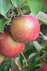 Red Delicious Apple (Malus 'Red Delicious') at Valley View Farms