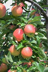 Royal Gala Apple (Malus 'Royal Gala') at Valley View Farms